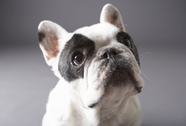 9. French Bulldog